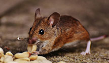 24 Hour & Emergency Exterminators in Combined Locks, WI